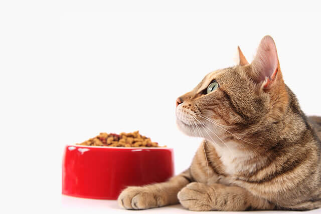 The Best Cat Food